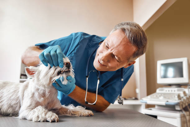 Best Mobile Emergency Dentist in Dora, AL